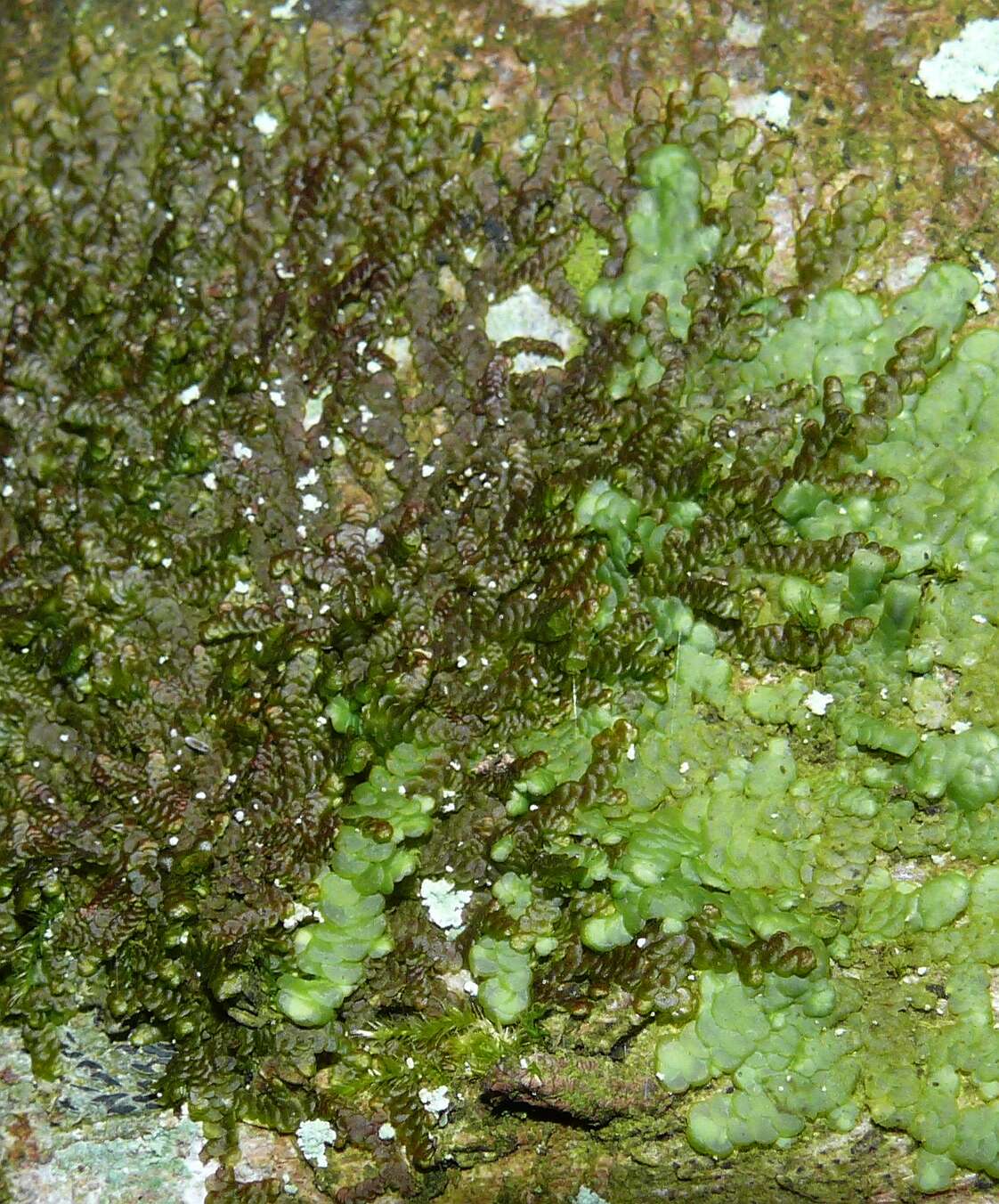 Image of dilated scalewort