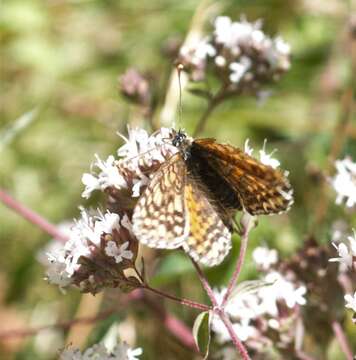 Melitaea didyma meridionalis Staudinger 1870 resmi