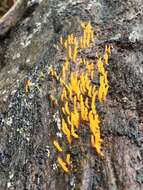 Image of Calocera guepinioides Berk. 1845