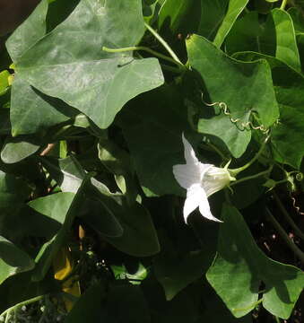 Image of ivy gourd