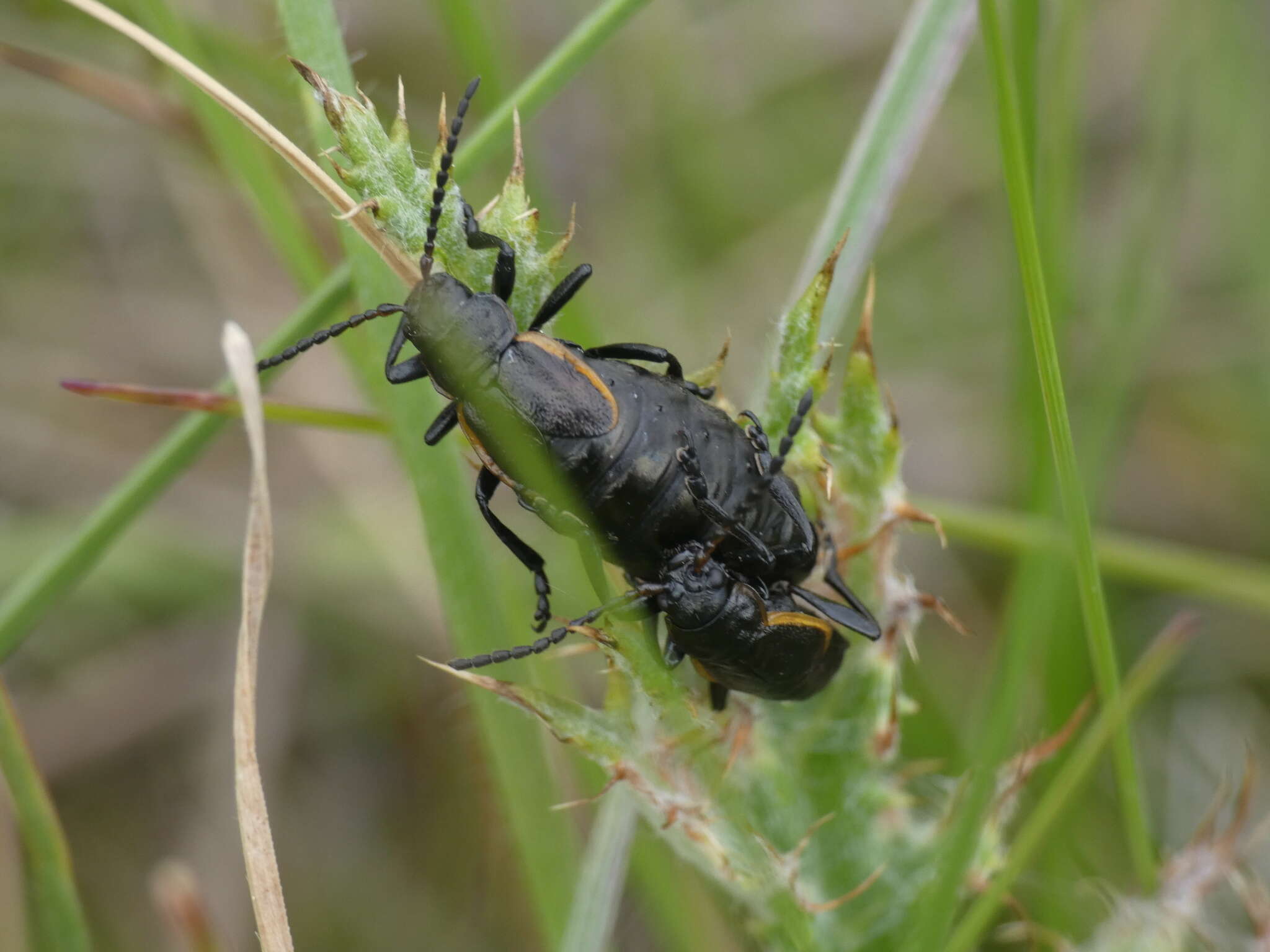 Image of <i>Arima marginata</i>