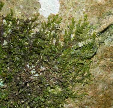 Image of dilated scalewort