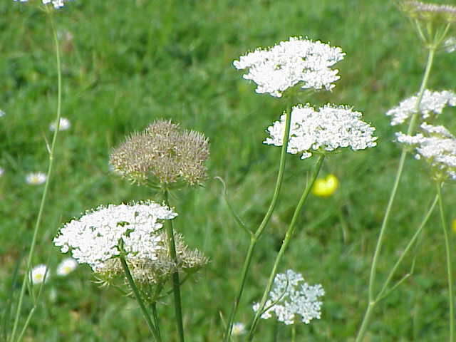 Imagem de Oenanthe pimpinelloides L.