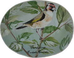 Image of European Goldfinch