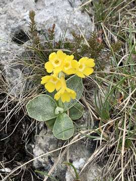 Image of Primula auricula L.