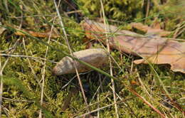 Image of Pine-tree Lappet