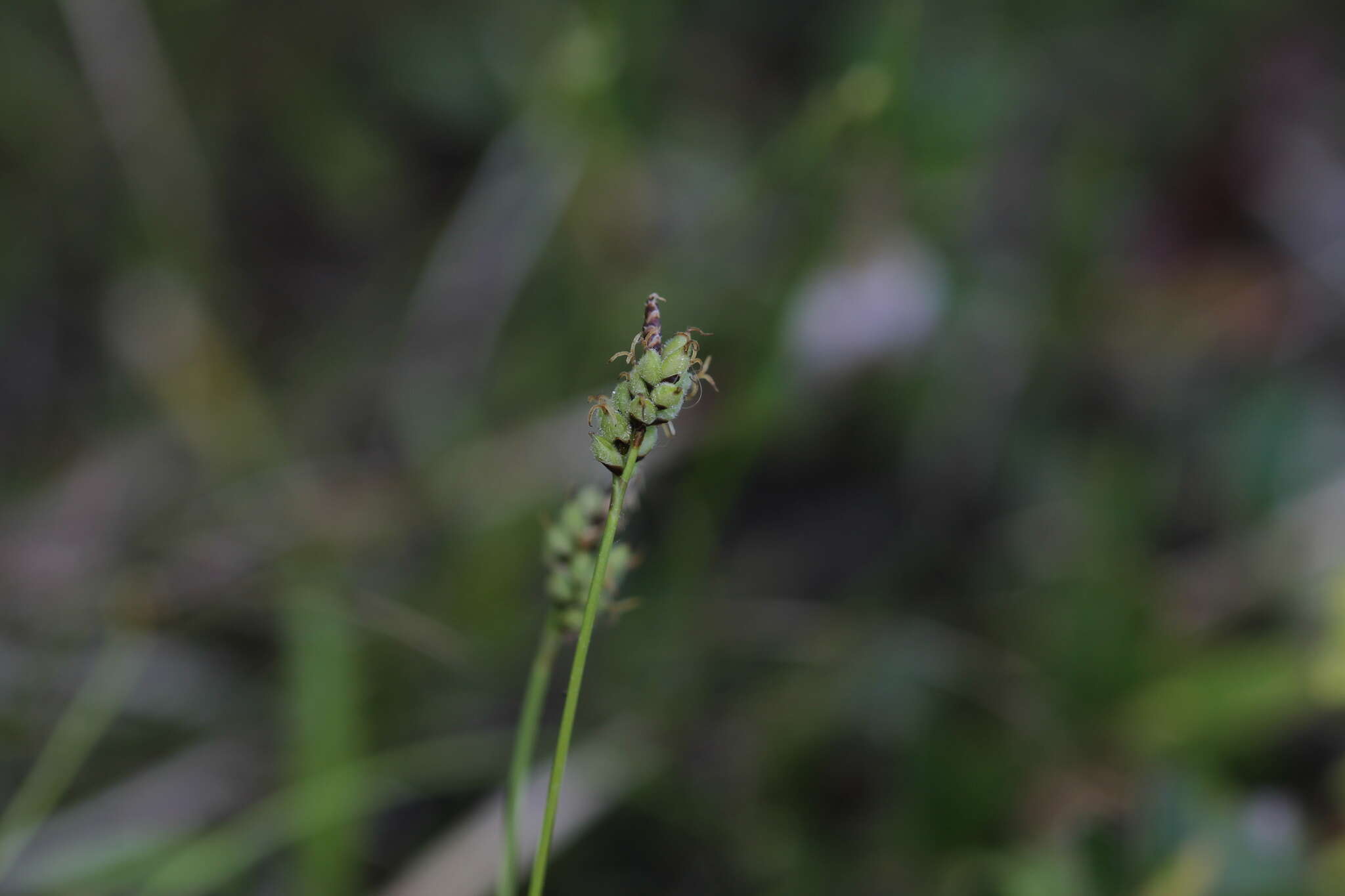 Image of low northern sedge