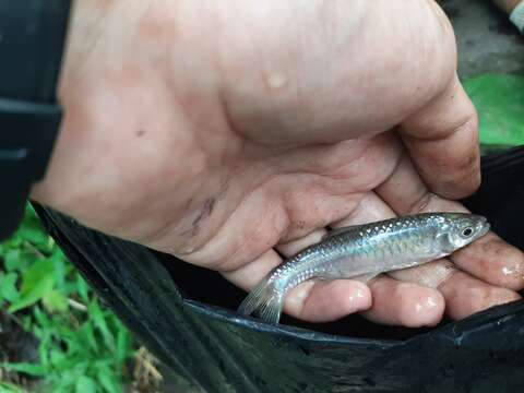 Слика од Rasbora aprotaenia Hubbs & Brittan 1954