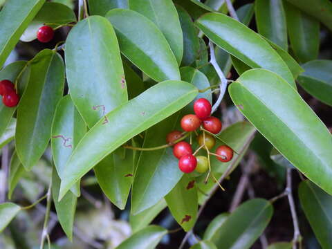 Image of Hypserpa laurina (F. Müll.) Diels