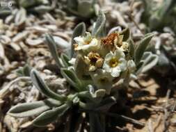 Image of roundspike cryptantha