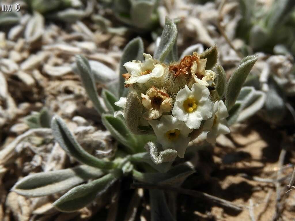 Image of roundspike cryptantha