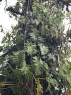 Image of Philodendron