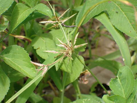 Image of Roadside Flat Sedge