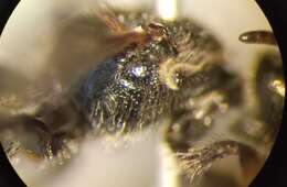 Lasioglossum clypeare (Schenck 1853) resmi