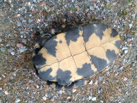 Image of Blanding's Turtle