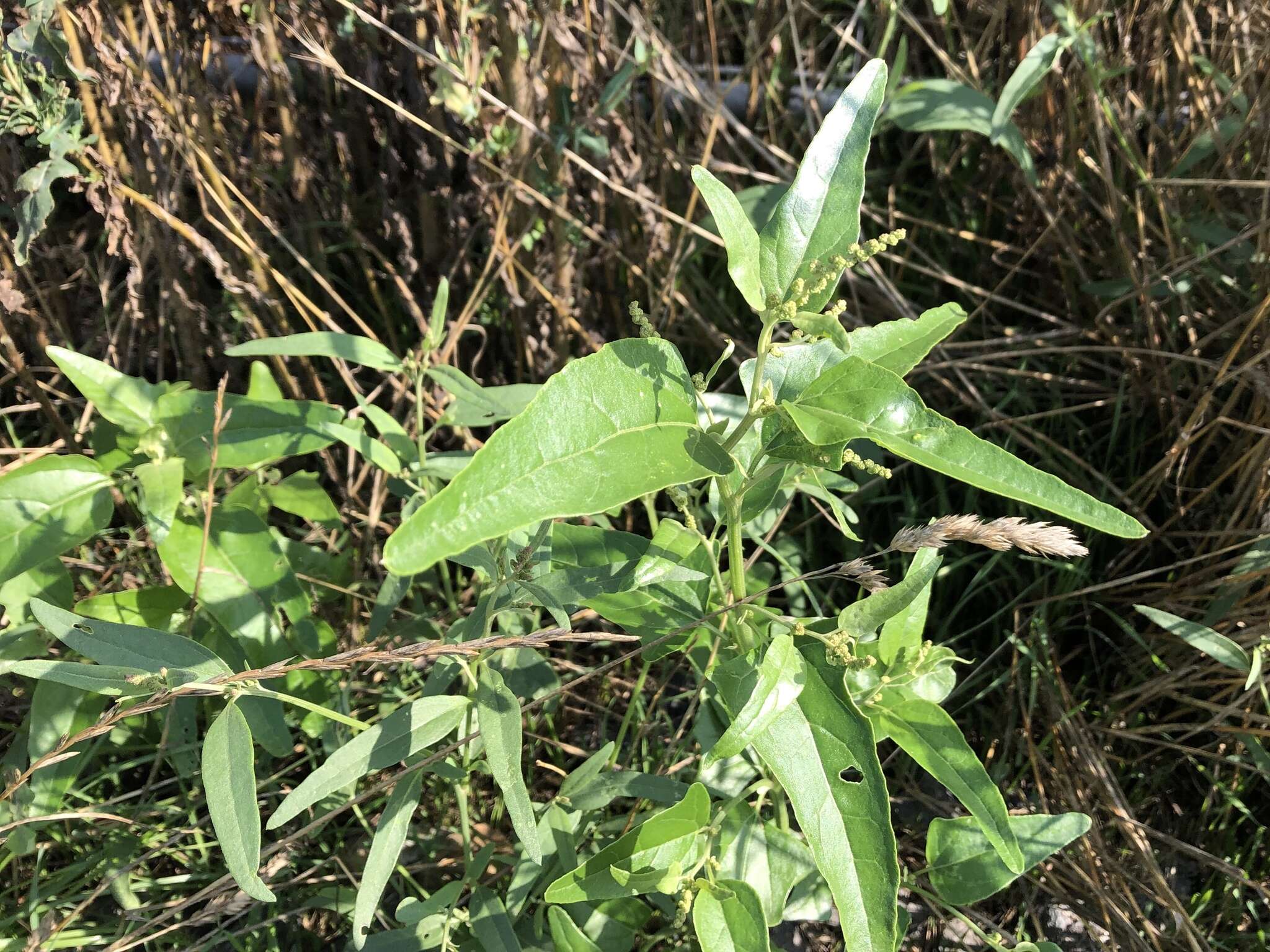 Image de Atriplex sagittata Bkh.