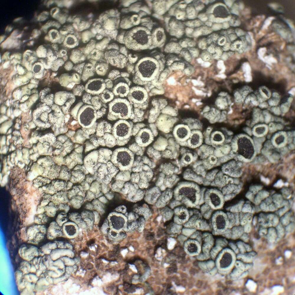 Image of Varying rim-lichen;   Rim lichen