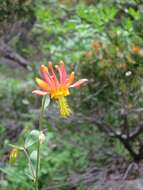 Image of western columbine