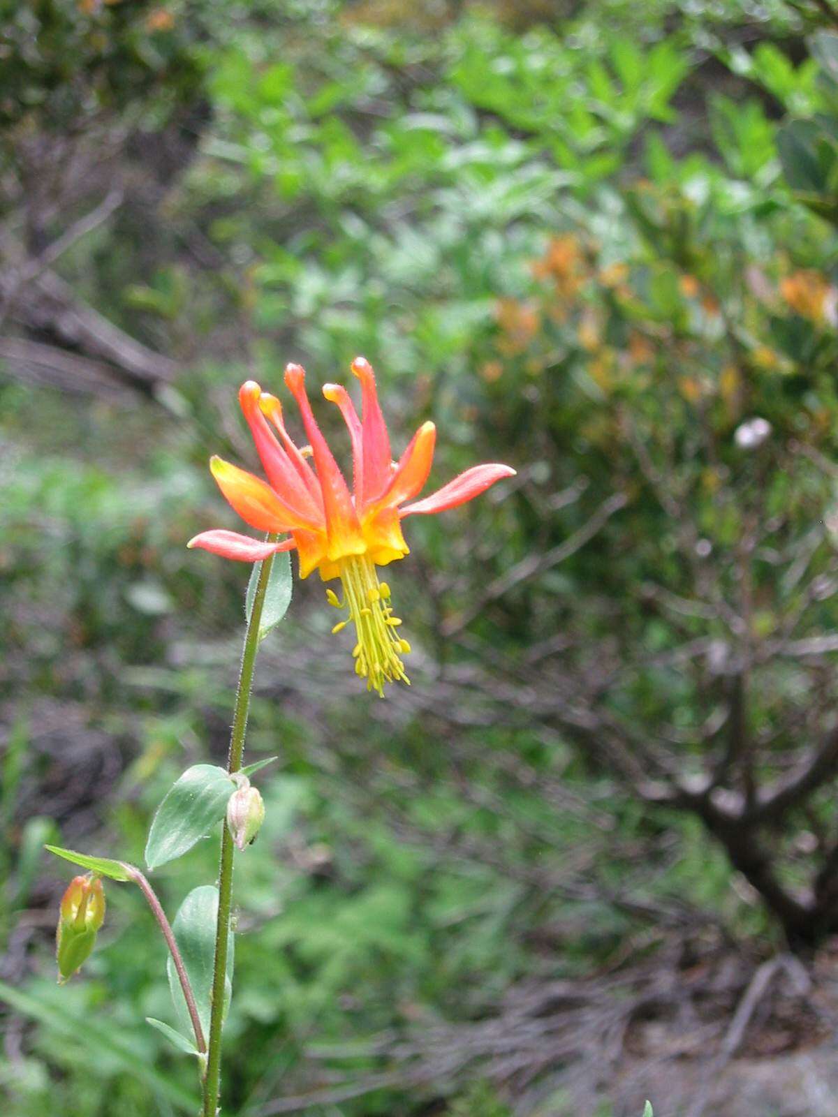 Image of western columbine