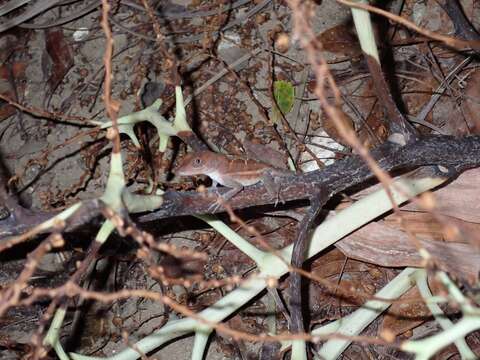 Image of Cordillera Oriental Stout Anole