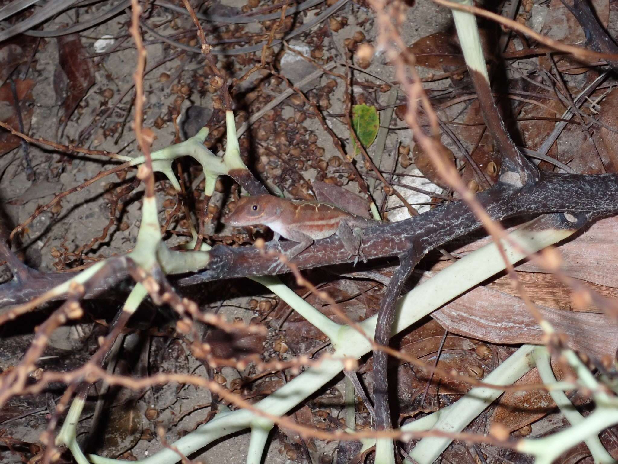 Image of Cordillera Oriental Stout Anole