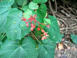 Imagem de Clerodendrum japonicum (Thunb.) Sweet