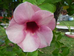 Image of purple allamanda