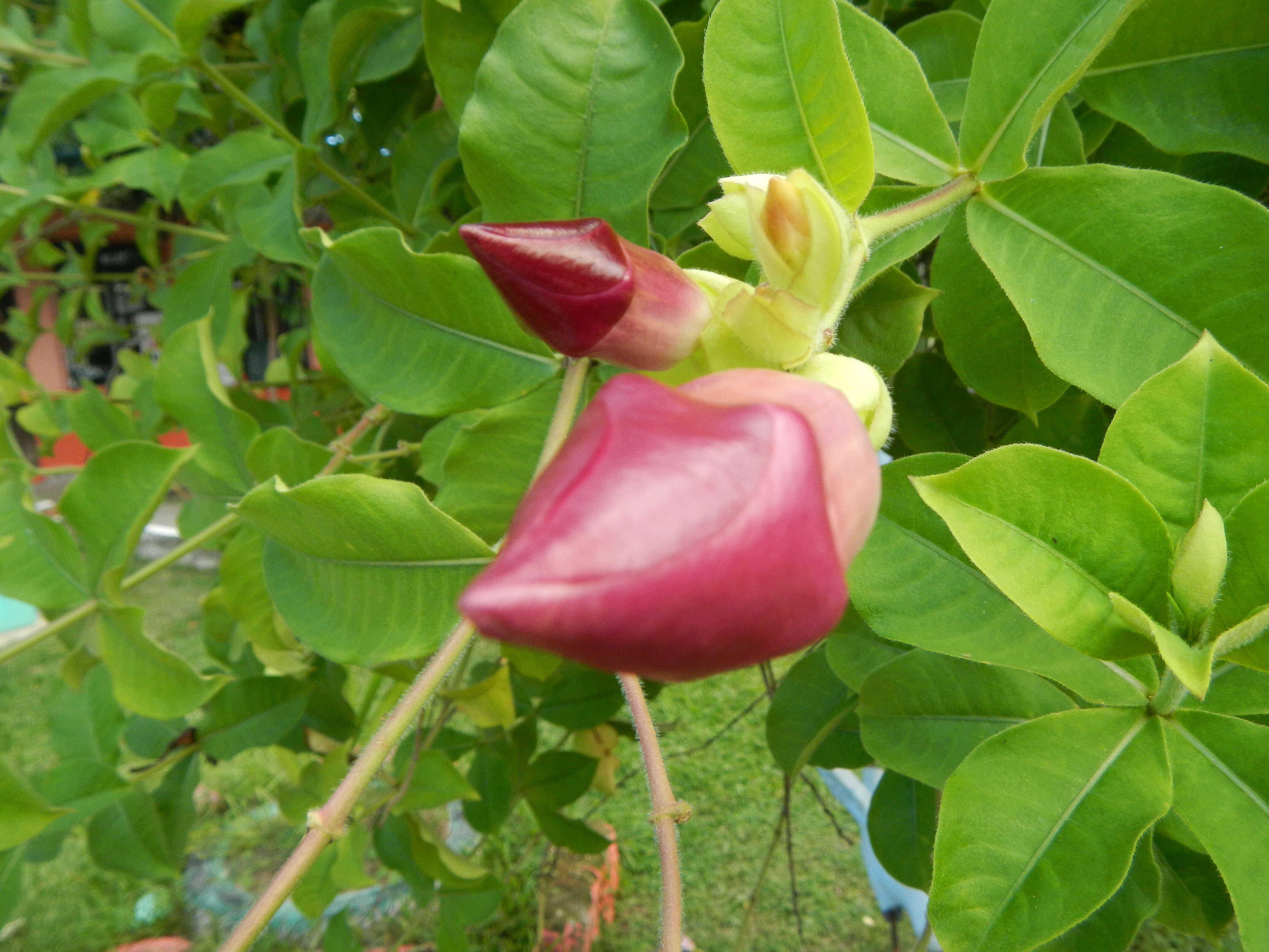 Image of purple allamanda