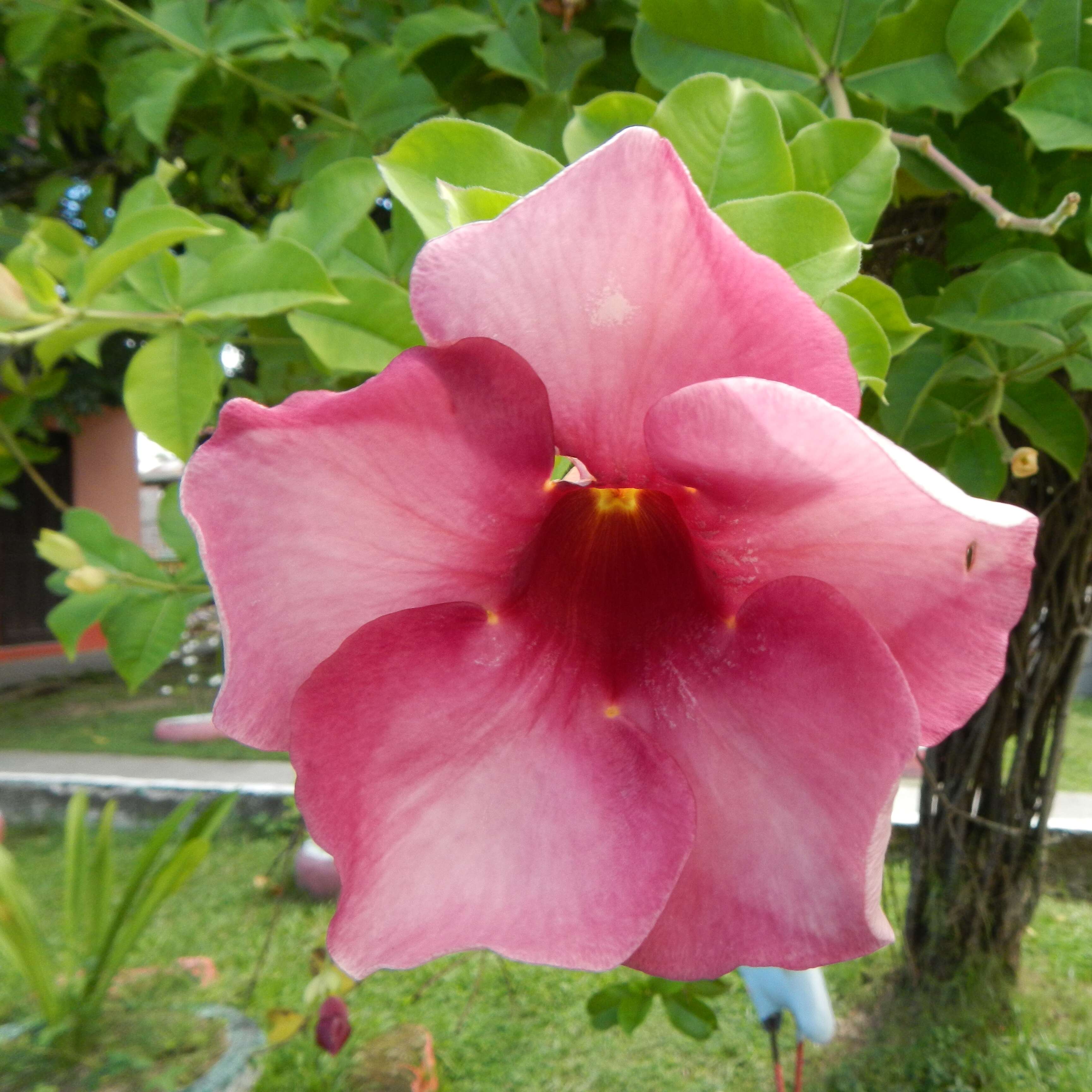 Image of purple allamanda