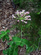 Image of clasping milkweed