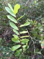 Image of bigflower pawpaw