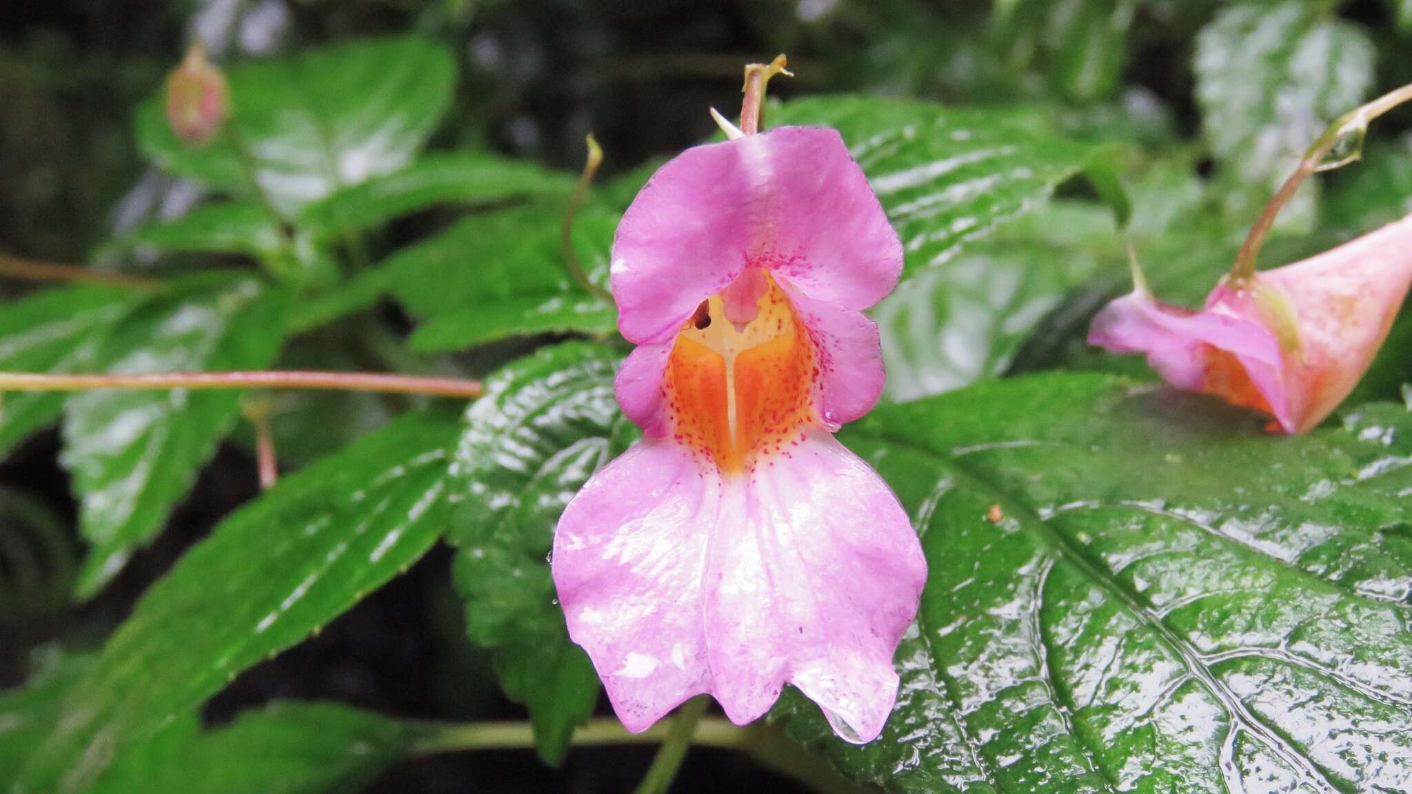 Impatiens uniflora Hayata resmi