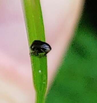 Image de Clastoptera xanthocephala Germar 1839