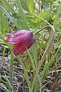 Fritillaria meleagroides Patrin ex Schult. & Schult. fil. resmi