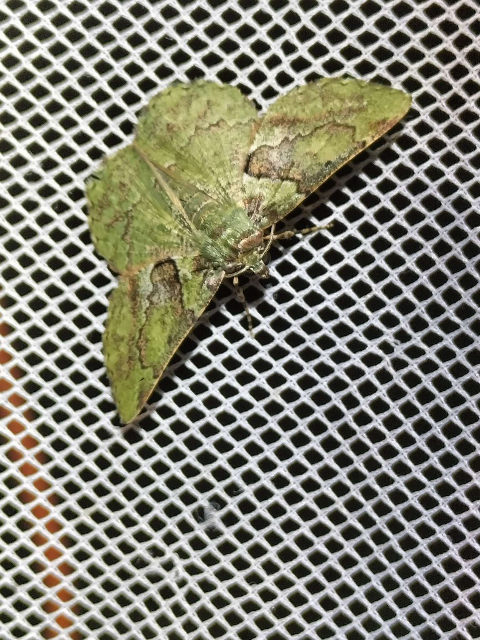 Image of Aeolochroma turneri Lucas 1890