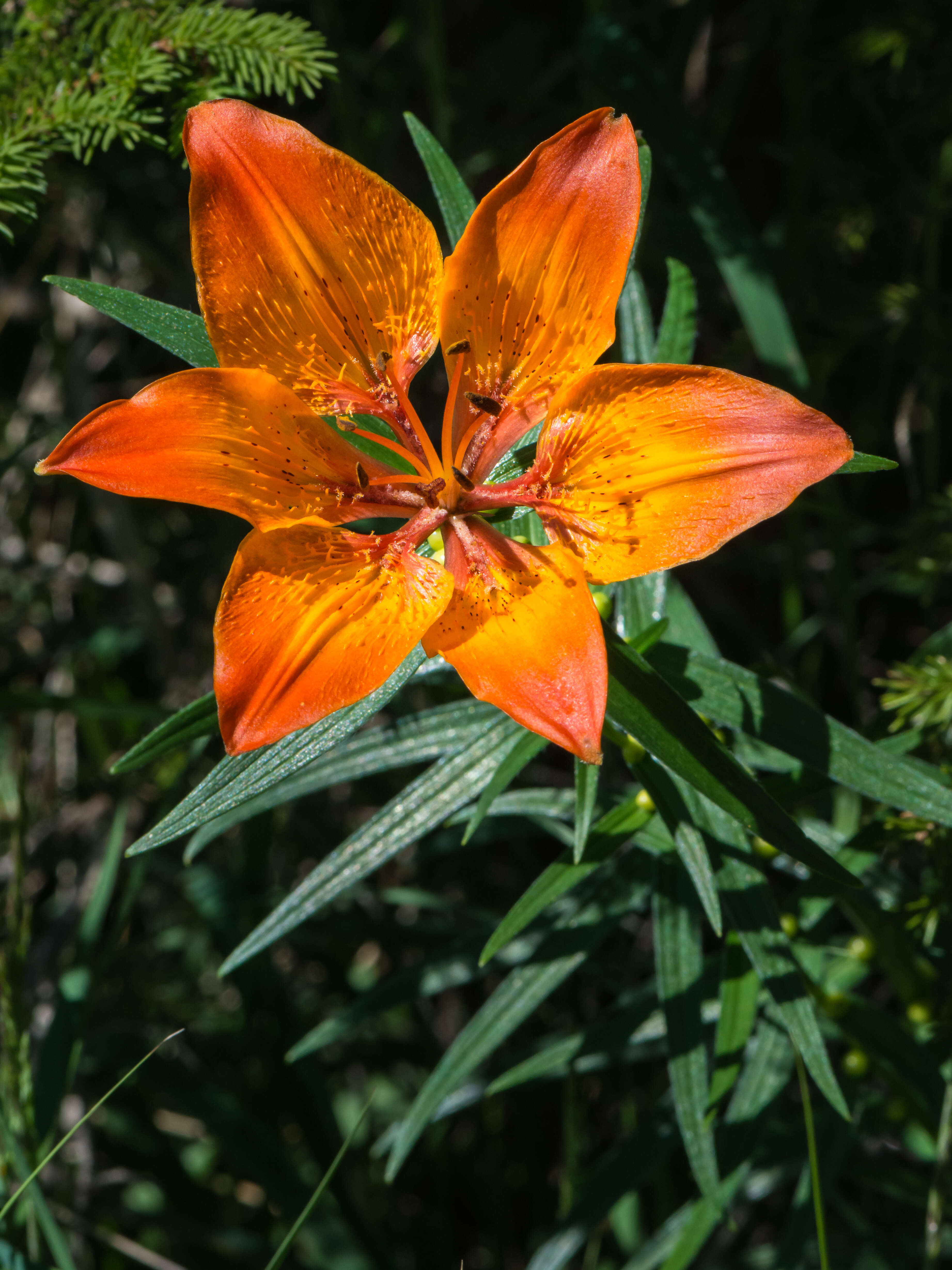 Image of orange lily