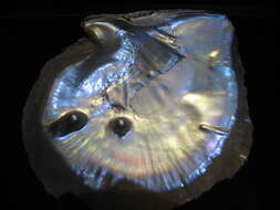 Image of black silver pearl oyster