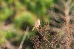 صورة Cisticola nigriloris Shelley 1897