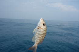 Image of Orange-striped emperor