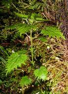 Image of Urtica sykesii Grosse-Veldm. & Weigend