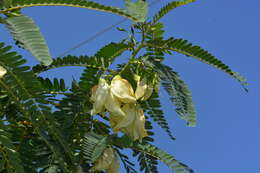 Слика од Sesbania grandiflora (L.) Pers.