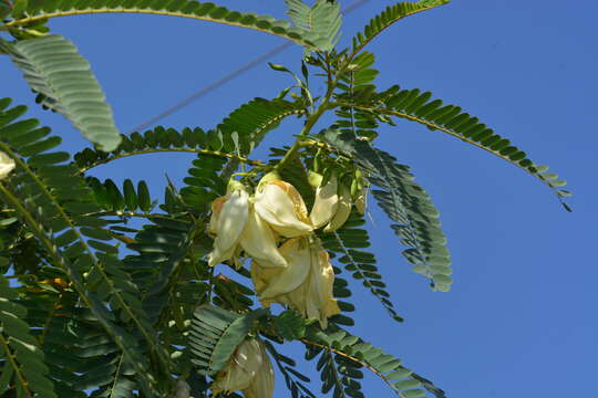 Слика од Sesbania grandiflora (L.) Pers.