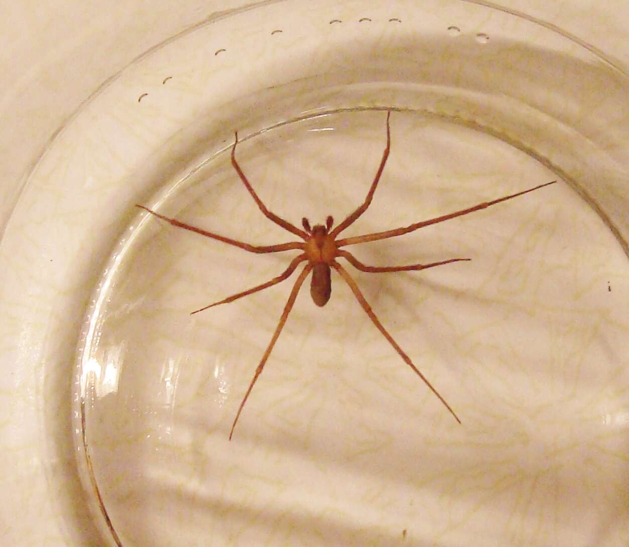 Image of Brown Recluse