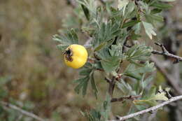 Image of Crataegus orientalis subsp. pojarkovae (Kossych) J. I. Byatt