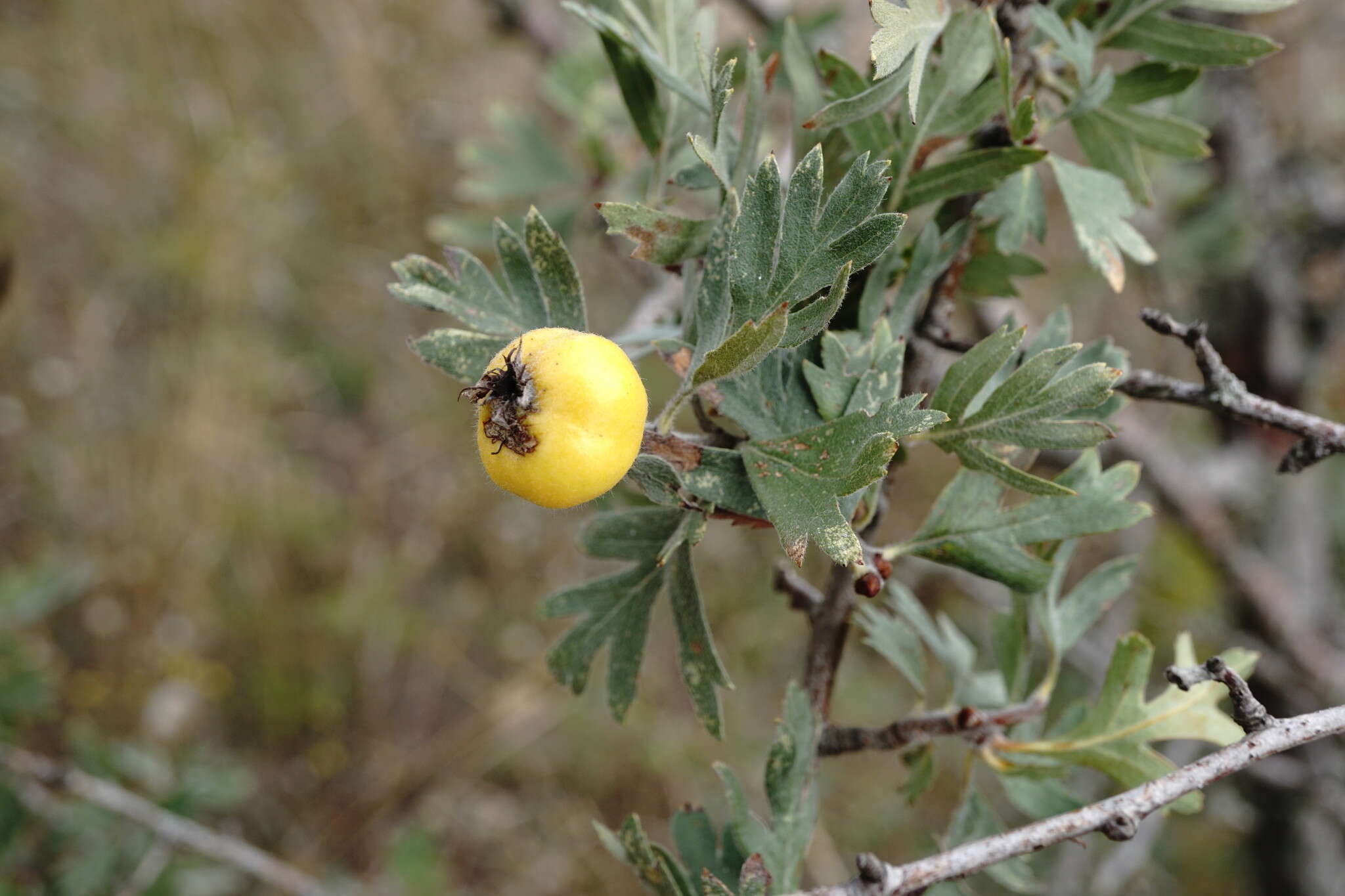 Sivun Crataegus orientalis subsp. pojarkovae (Kossych) J. I. Byatt kuva