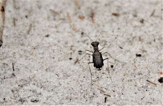 Image of Cicindela (Cicindelidia) scabrosa Schaupp 1884