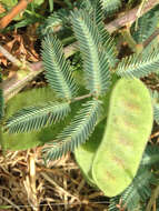 Image of Tropical Puff