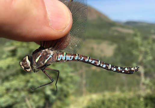 Image of Variable Darner