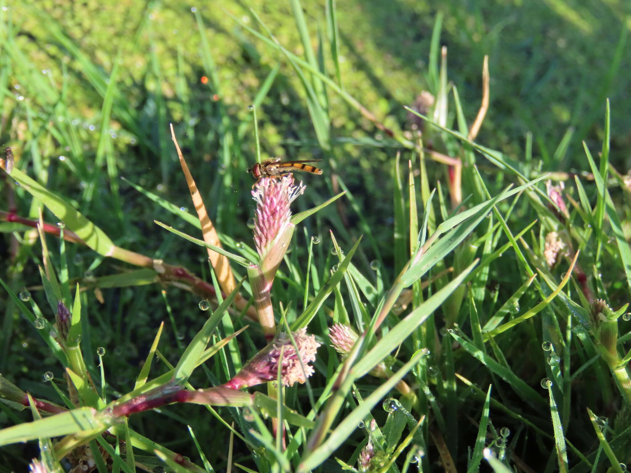 Sivun Sporobolus schoenoides (L.) P. M. Peterson kuva