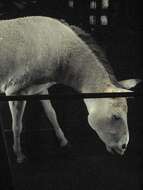 Image of onager